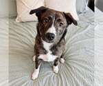 Small Retriever  Mix