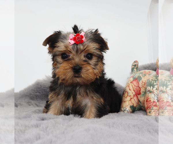 Medium Photo #1 Yorkshire Terrier Puppy For Sale in LOS ANGELES, CA, USA