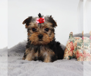 Yorkshire Terrier Puppy for sale in LOS ANGELES, CA, USA