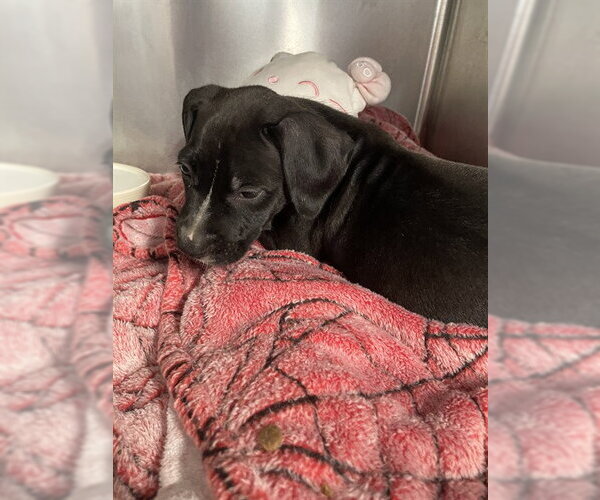 Medium Photo #1 American Staffordshire Terrier-Unknown Mix Puppy For Sale in Tallahassee, FL, USA