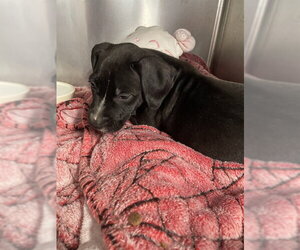 American Staffordshire Terrier-Unknown Mix Dogs for adoption in Tallahassee, FL, USA