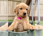 Small Photo #1 Golden Retriever Puppy For Sale in LOUISBURG, NC, USA