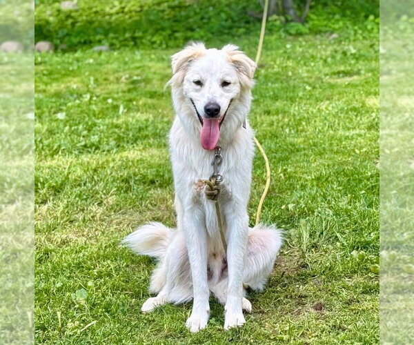 Medium Photo #20 Mutt Puppy For Sale in Canton, CT, USA