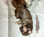 Puppy Cocoa Shih Tzu