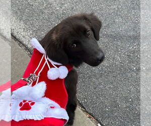 Collie-Labrador Retriever Mix Dogs for adoption in Claremore, OK, USA
