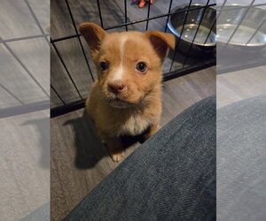 Mutt Dogs for adoption in Plainfield, IL, USA