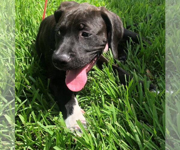 Medium Photo #12 Labrador Retriever-Unknown Mix Puppy For Sale in Sanford, FL, USA