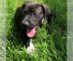 Small #11 Labrador Retriever Mix