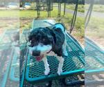 Small Poodle (Miniature)