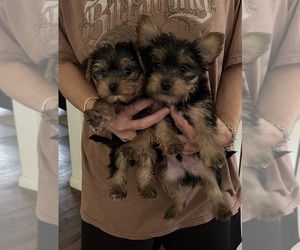 Morkie Puppy for sale in VIRGINIA BEACH, VA, USA