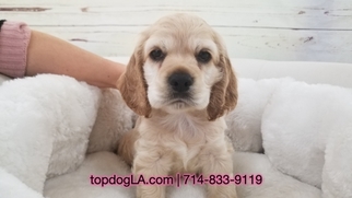 Cocker Spaniel Puppy for sale in LA MIRADA, CA, USA