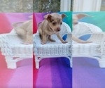 Small #3 Chihuahua