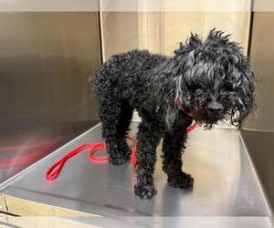 Poodle (Miniature) Dogs for adoption in Orange, CA, USA