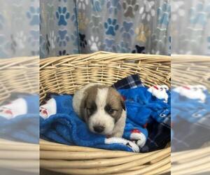 Saint Pyrenees Dogs for adoption in Rosenberg, TX, USA