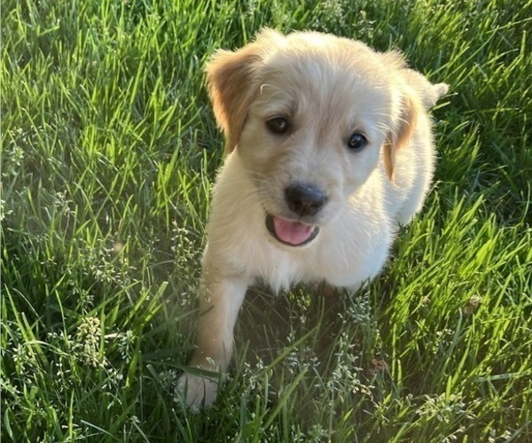 Medium Photo #5 Golden Retriever Puppy For Sale in HIGH POINT, NC, USA