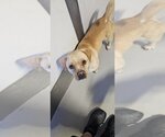Small Photo #3 Labrador Retriever-Pembroke Welsh Corgi Mix Puppy For Sale in Studio City, CA, USA