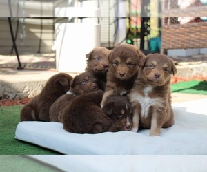 Australian Shepherd-Miniature Australian Shepherd Mix Puppy for sale in SAN DIEGO, CA, USA