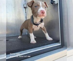 American Staffordshire Terrier-Unknown Mix Dogs for adoption in San Antonio, TX, USA