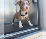 Small American Staffordshire Terrier Mix
