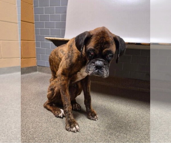 Medium Photo #7 Boxer Puppy For Sale in Burnsville, MN, USA