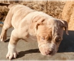Small #6 American Bully