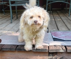 Father of the Poodle (Toy)-Pug Mix puppies born on 09/08/2025