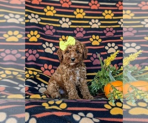 Poodle (Miniature) Puppy for sale in LEOLA, PA, USA