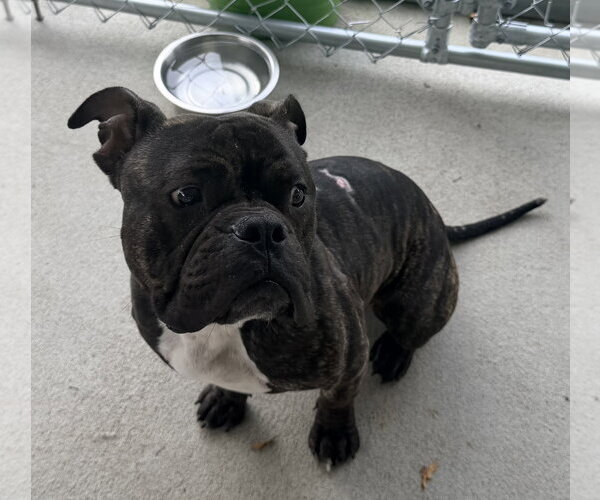 Medium Photo #3 Bulldog-Unknown Mix Puppy For Sale in Raleigh, NC, USA