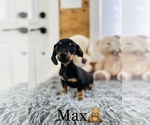 Small Photo #7 Dachshund Puppy For Sale in COOKEVILLE, TN, USA