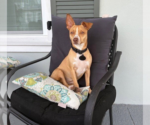 Medium Photo #1 Mutt Puppy For Sale in oakland, FL, USA