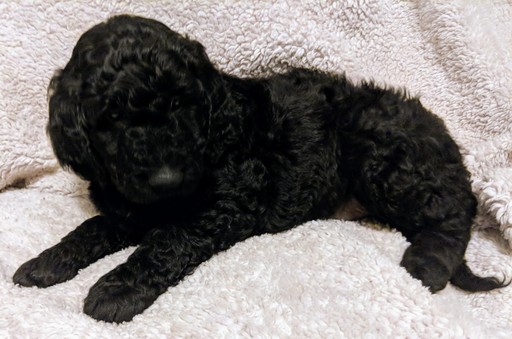 Medium Photo #10 Goldendoodle Puppy For Sale in ROSCOE, IL, USA