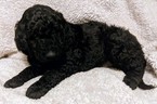Small Photo #10 Goldendoodle Puppy For Sale in ROSCOE, IL, USA