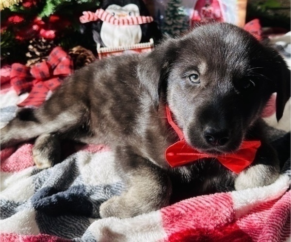 Medium Photo #5 Labrador Retriever Puppy For Sale in BAKERSFIELD, CA, USA
