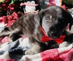 Small Photo #5 Labrador Retriever Puppy For Sale in BAKERSFIELD, CA, USA