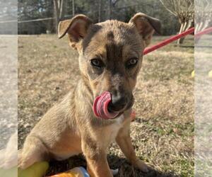 Mutt Dogs for adoption in Yardley, PA, USA