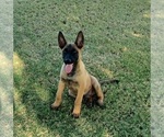 Small #6 Belgian Malinois