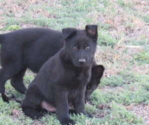 German Shepherd Dog Puppy for sale in COLUMBUS, NE, USA