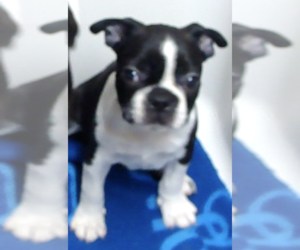 Boston Terrier Puppy for sale in BENEDICT, KS, USA