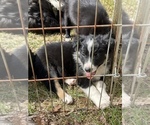 Small Photo #2 Border Collie Puppy For Sale in NEW WINDSOR, MD, USA