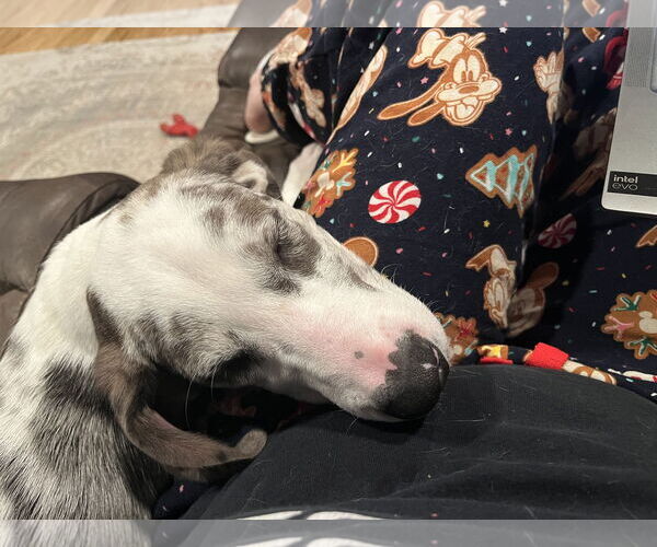 Medium Photo #10 Australian Shepherd-Unknown Mix Puppy For Sale in Wakefield, RI, USA