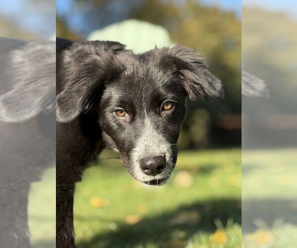 Medium Photo #5 Border Collie-Unknown Mix Puppy For Sale in Oak Bluffs, MA, USA