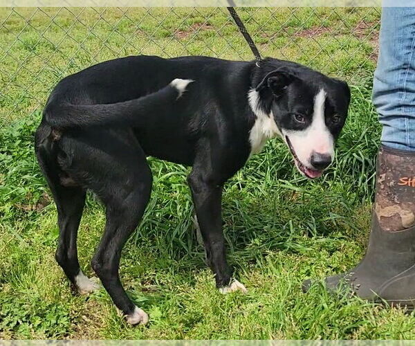 Medium Photo #4 Mutt Puppy For Sale in Anniston, AL, USA