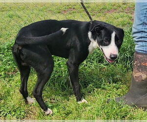 Cupid - Male Mutt Dog for Adoption - Photo #4