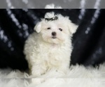 Small #4 Maltese