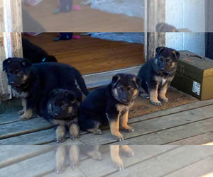 German Shepherd Dog Puppy for sale in EAGLE POINT, OR, USA