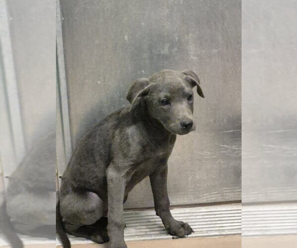 Medium Photo #1 Mutt Puppy For Sale in Texas City, TX, USA