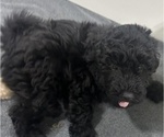 Small Photo #3 Puli Puppy For Sale in MIDDLETOWN, VA, USA