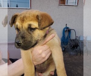 Pup 2 FUSHIA - Female Huskies -Unknown Mix Dog for Adoption - Photo #4