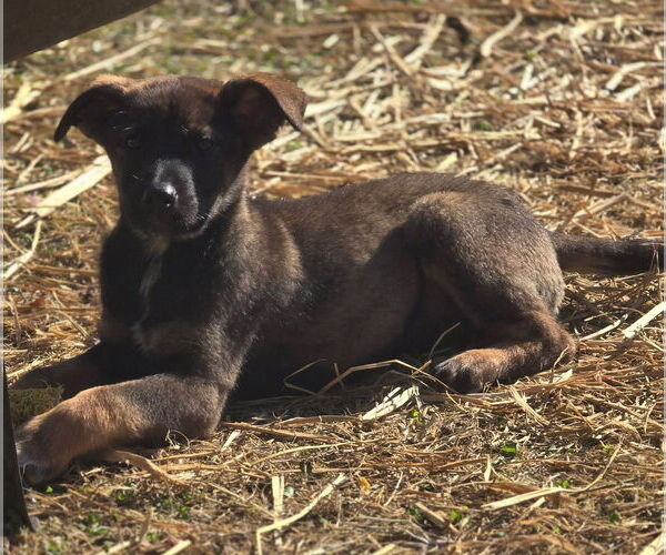 Medium Photo #4 Mutt Puppy For Sale in Alexander, AR, USA