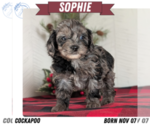 Puppy Sophie Cockapoo (Miniature)